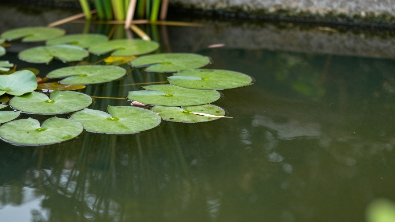 Close-up van het wateroppervlak van een tuinvijver met waterlelies en riet